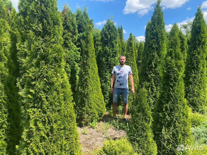 Туя Смарагд / Сирень / Черемуха