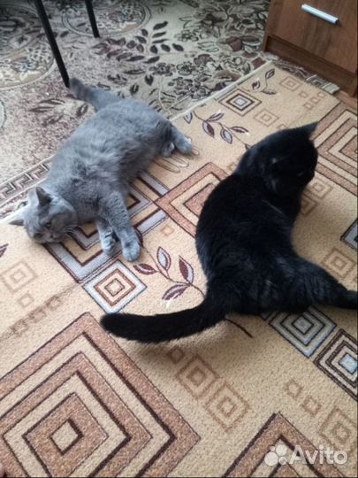 Кот ждёт кошку