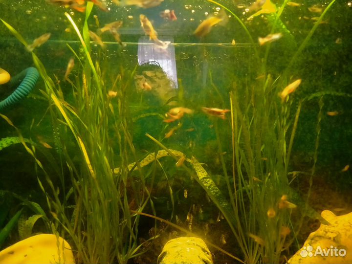 Аквариумные рыбки гуппи