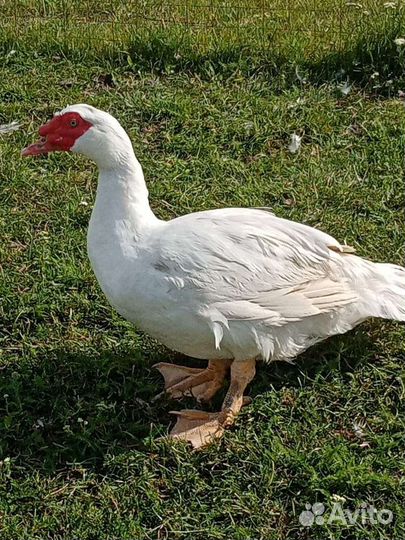 Индоутки тяжелые