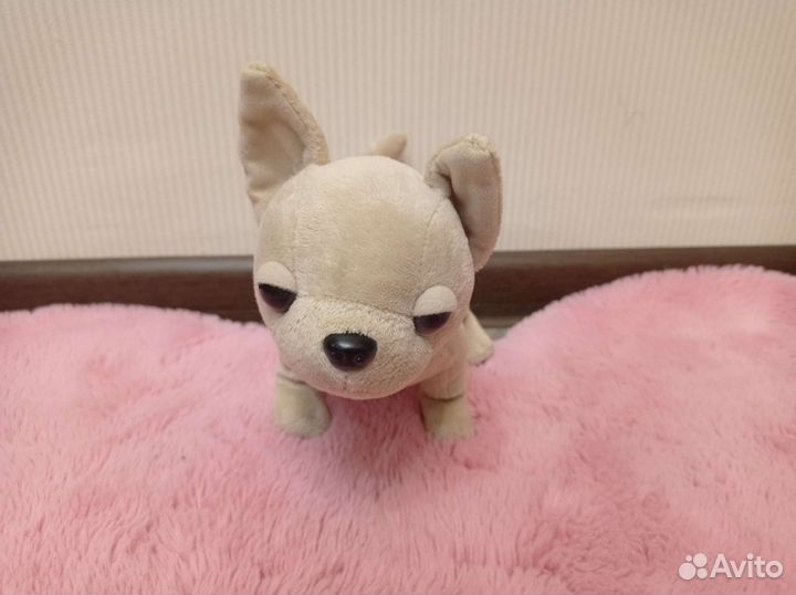 Чихуа Хуа chi chi love