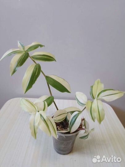 Традесканция жёлтый холм