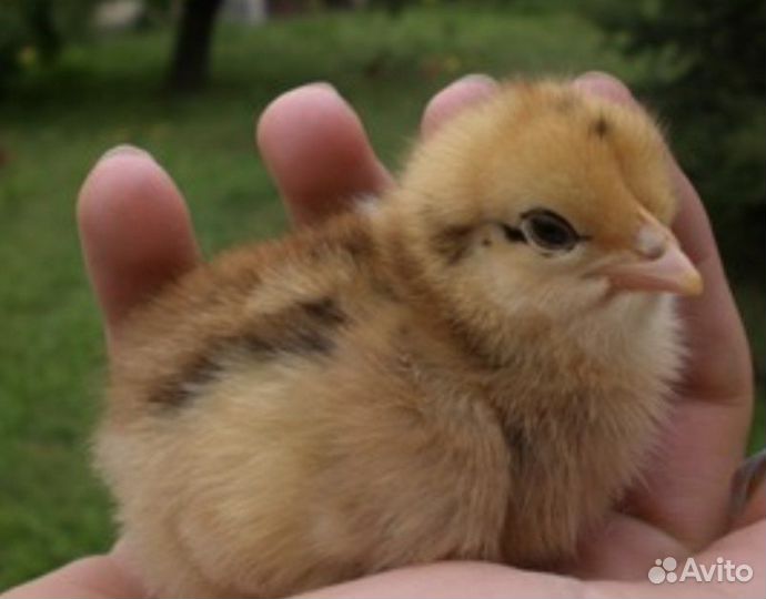 Цыплята Кучинская Юбилейная