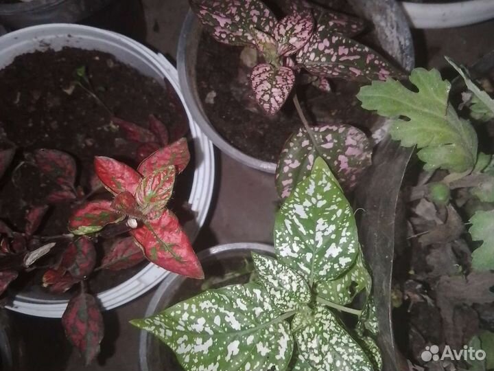 Комнатные цветы