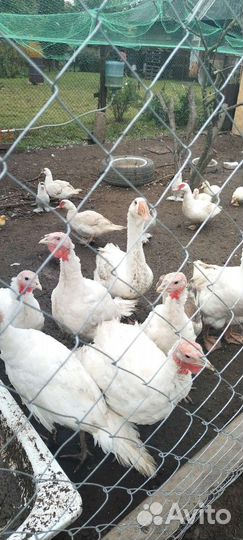 Куры,гуси,утки