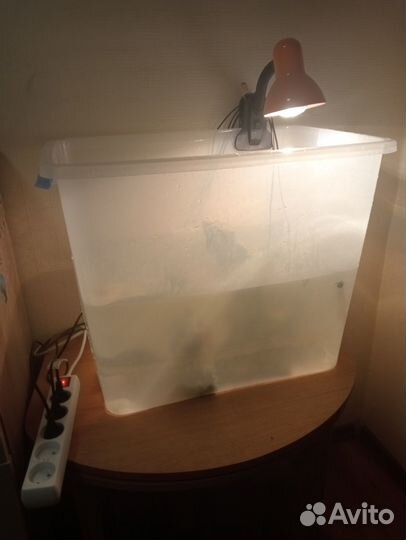 Отдам черепах 2шт