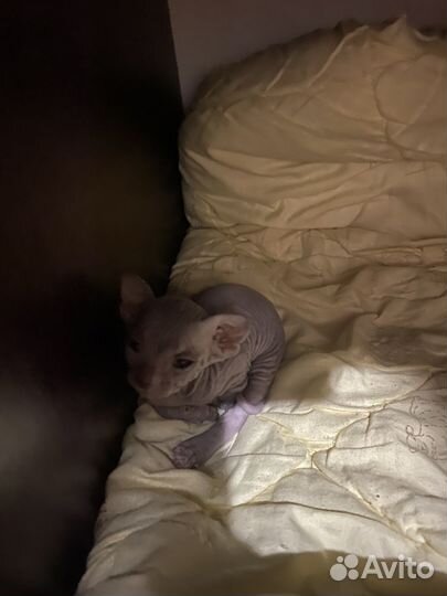 Донской сфинкс котята