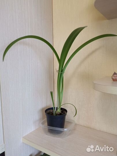 Домашние цветы