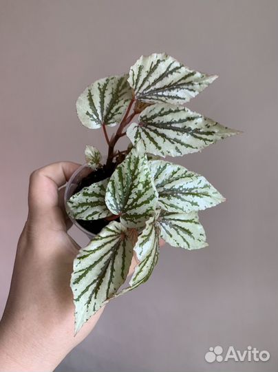 Бегонии разные