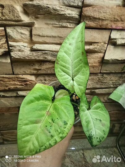 Синги набором