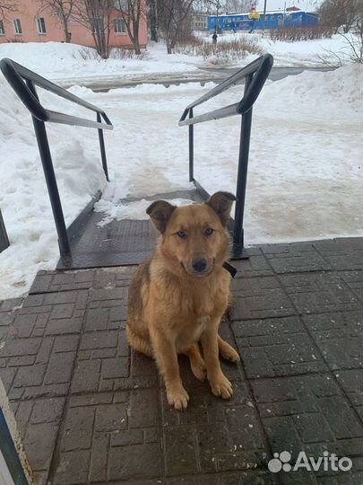 В добрые ручки песик