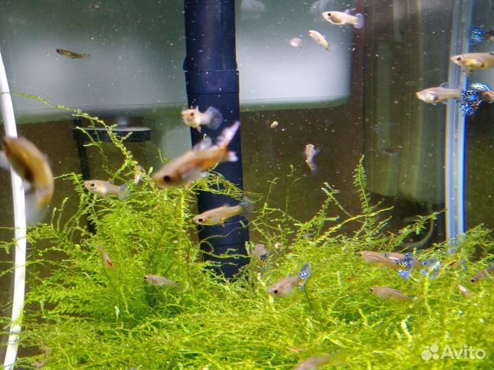 Скалярии пецилии гуппи меченосцы