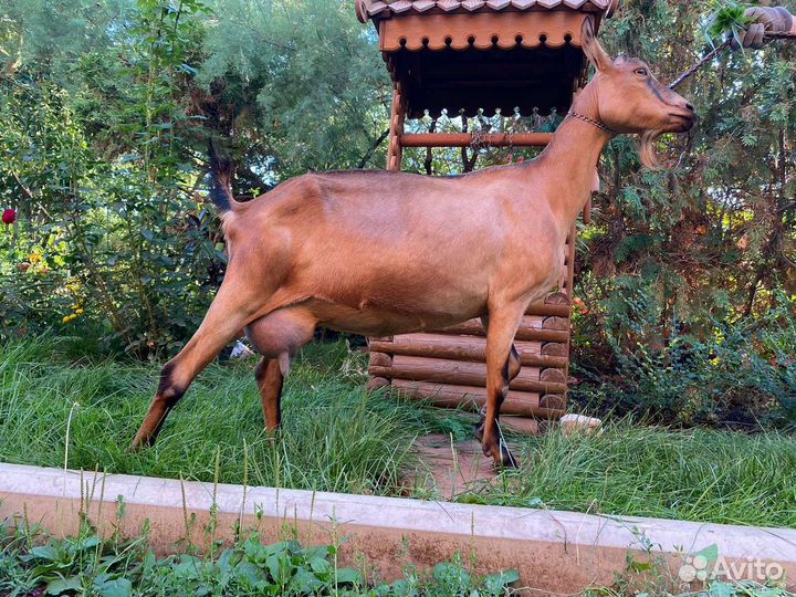 Козы и козлики чешской и альпийской пород