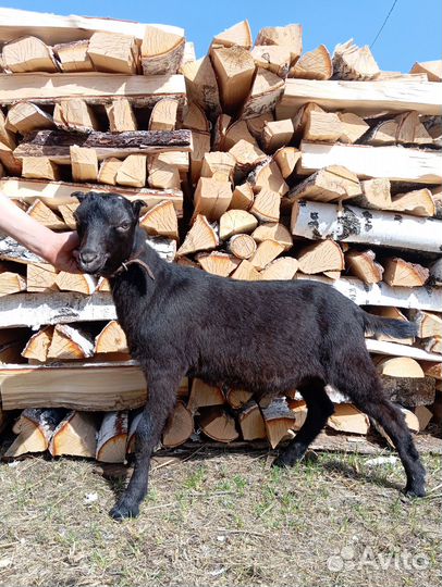 Козлята Ламанча