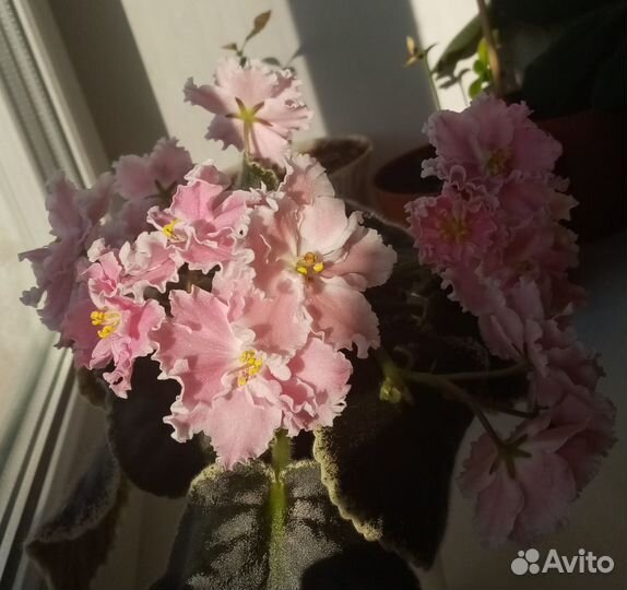 Фиалка розовая акварель