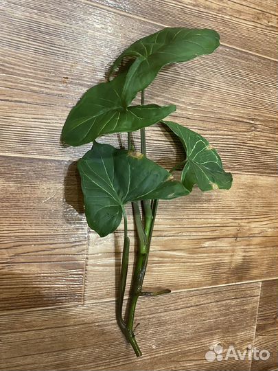 Продам цветы комнатные