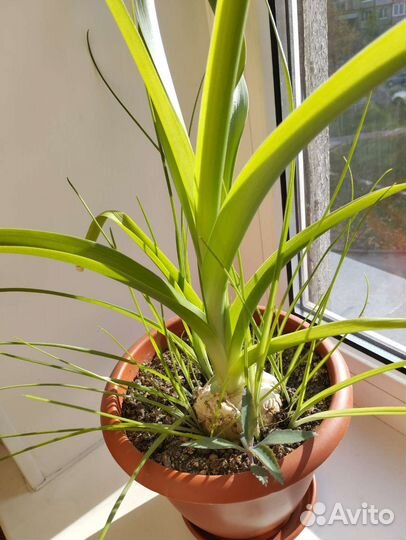 Индийский лук