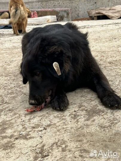 Самая лучшая собака ищет дом