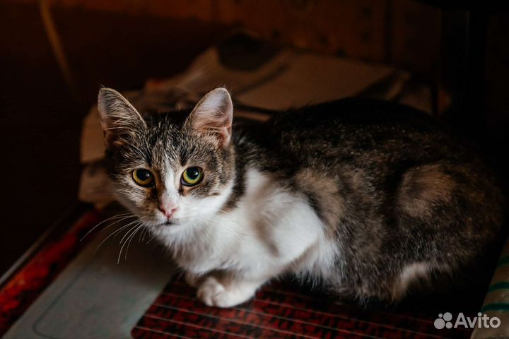 Котейка ищет добрые руки
