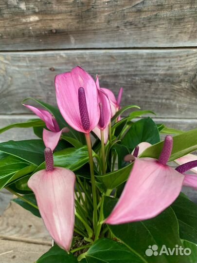 Антуриум зизу