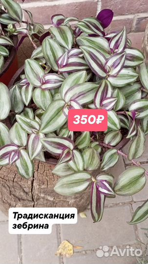 Традесканция разные сорта