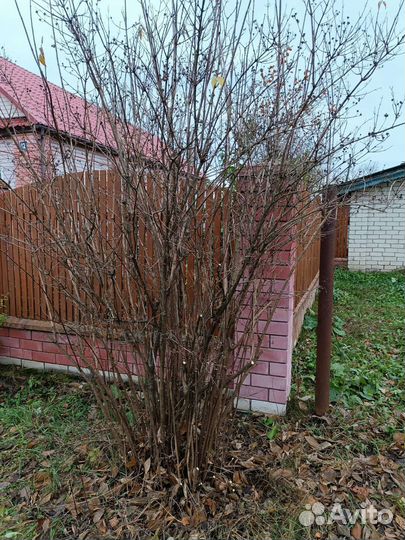 Куст жасмина