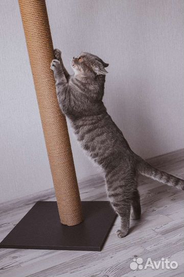 Когтеточка