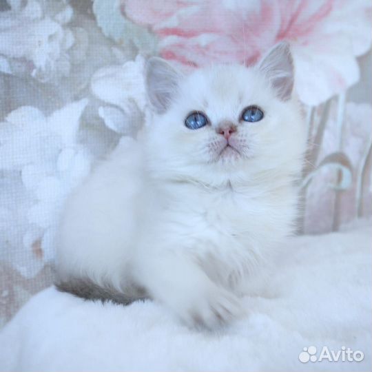 Британские котята