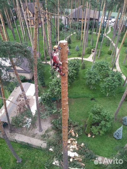 Расчистка участка, спил деревьев, дробление веток