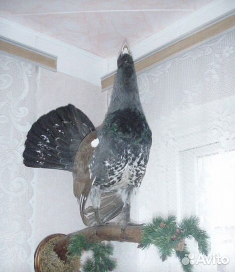 Продаю охотничьи трофеи