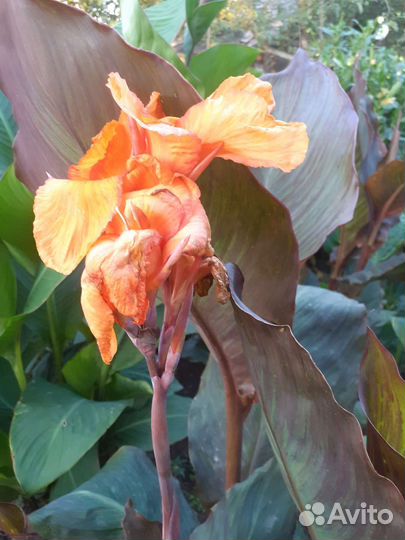 Садовые цветы и кустарники