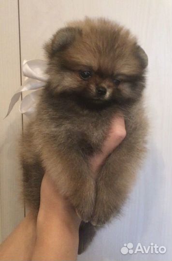 Шпицы мини тип мишка