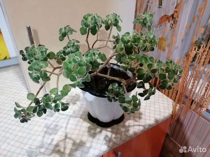 Аихризон (дерево любви)