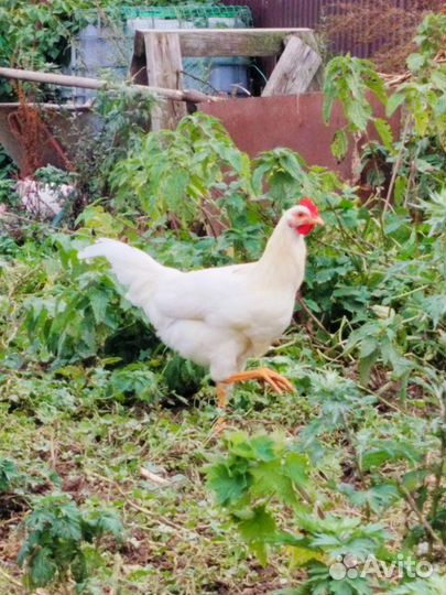 Петухи молодые