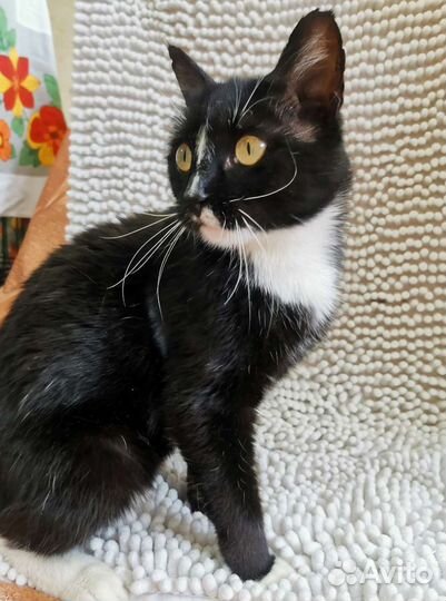 Кошечка Куки