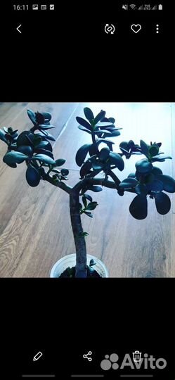 Денежное дерево- талисман богатства и удачи