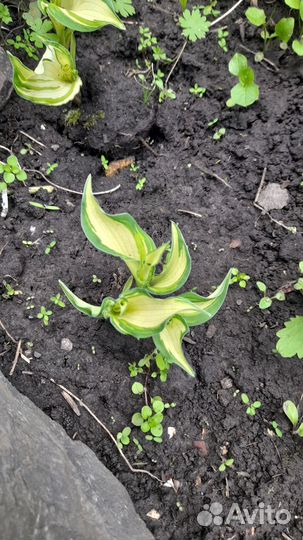 Хоста растение