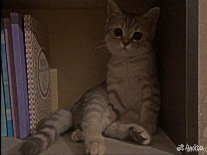 Британская короткошерстная кошка