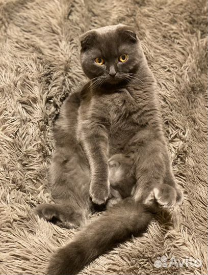 Кот на вязку