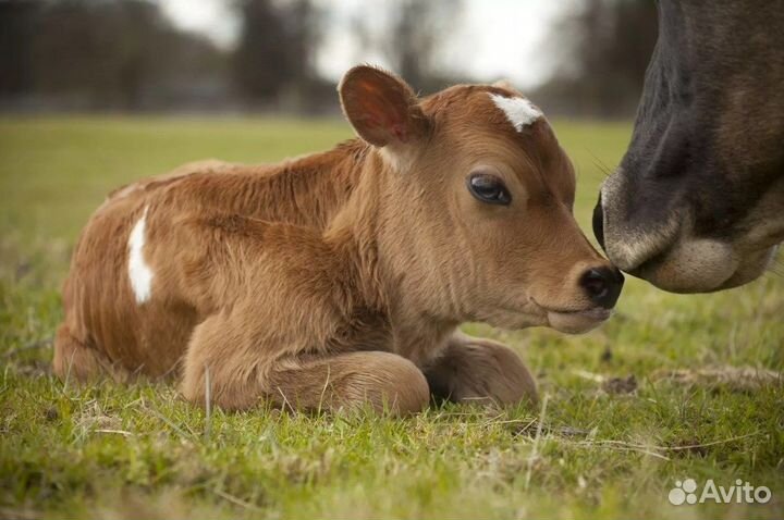 Телята и бычки