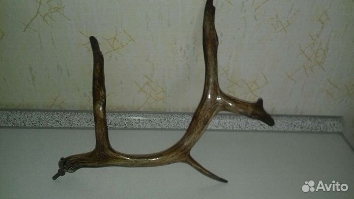 Продам рога оленя