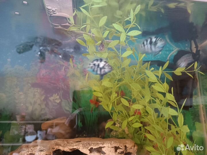 Рыбка сапфировый попугай