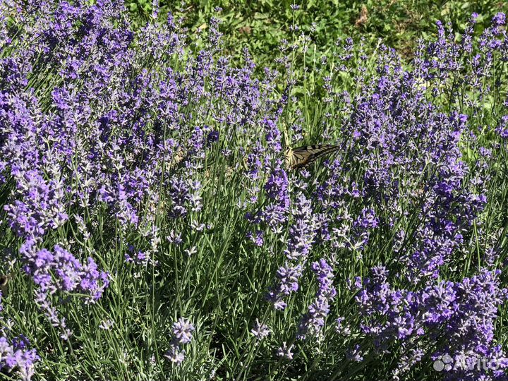 Свежесрезанные букетики лаванды