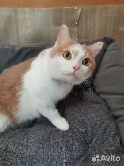 Котик Персик