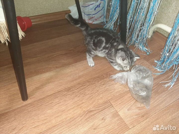 Британский котёнок