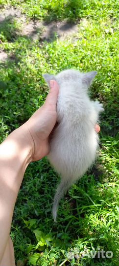 Котята в добрые руки бесплатно коты