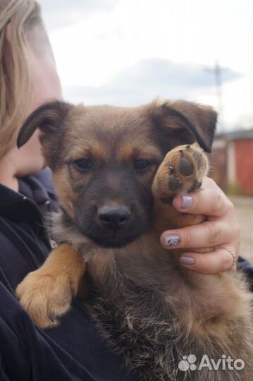 Щенок отдается в добрые руки