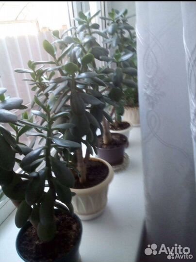 Комнатные растения