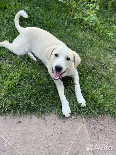 Щенок улыбашка самому доброму человеку