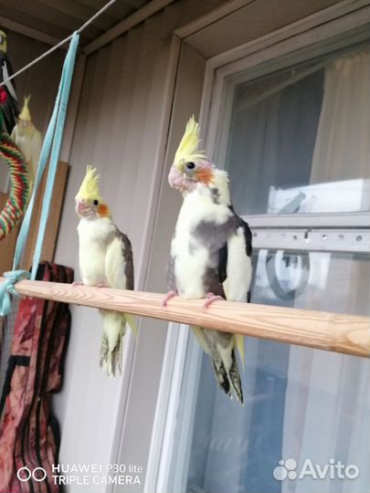 Попугай корелла птенец